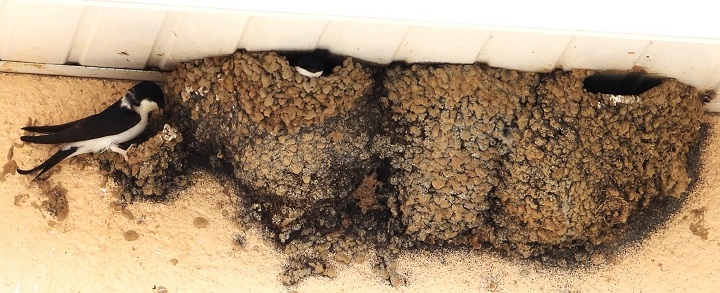 Référent·e juridique bénévole de la LPO dans le Tarn-et-Garonne en 2026